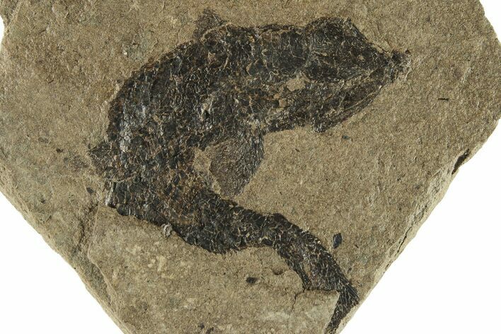 Carboniferous Fish (Gyrolepidotus) - Siberia #228883